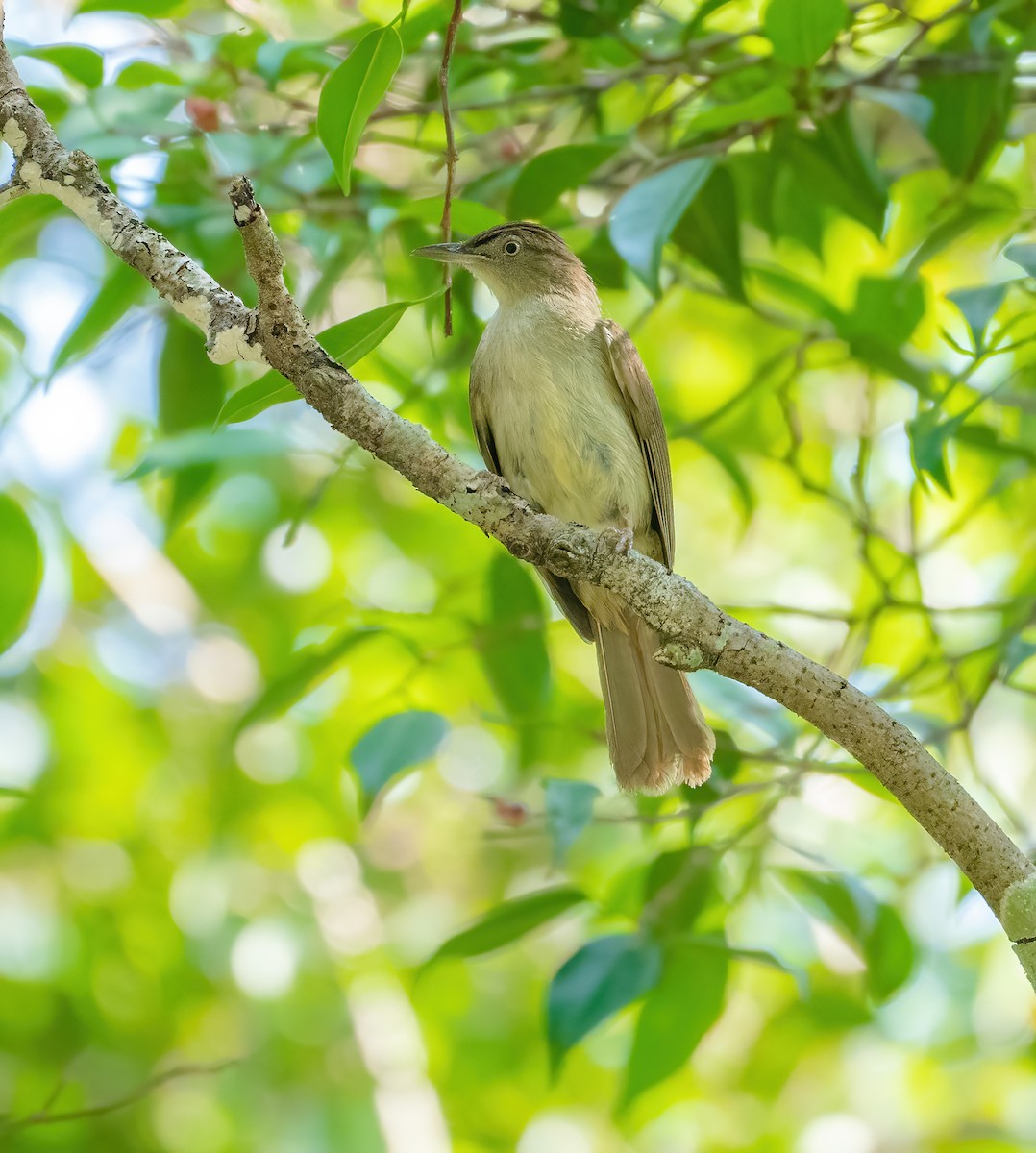 Buff-vented Bulbul - ML617034309