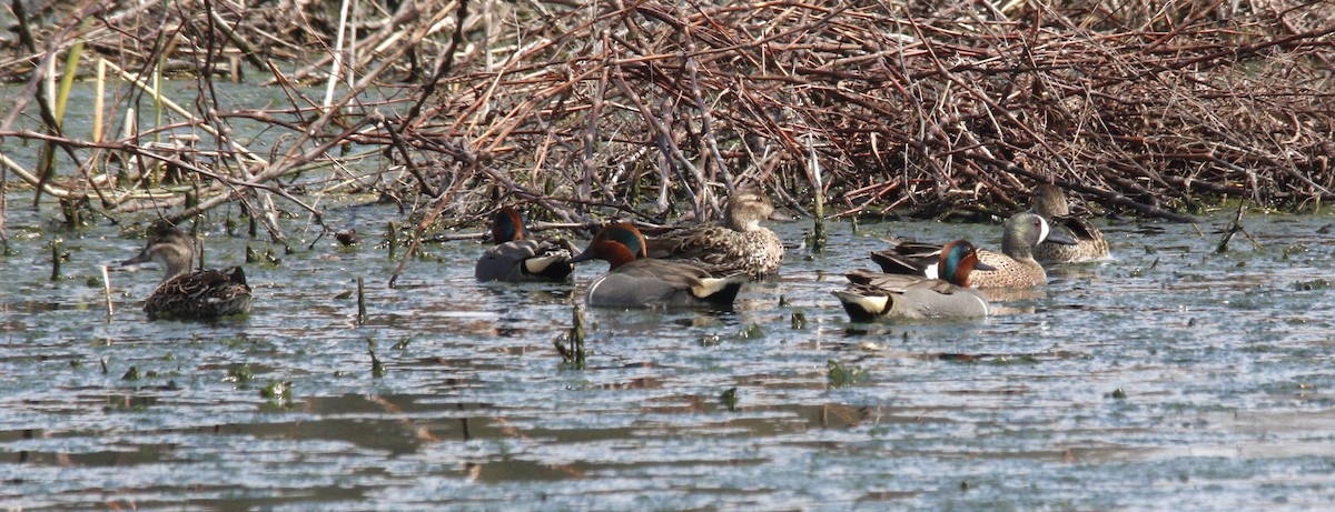 Green-winged Teal - ML617034312