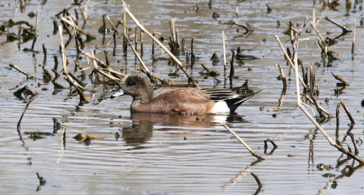 American Wigeon - Becky Lutz