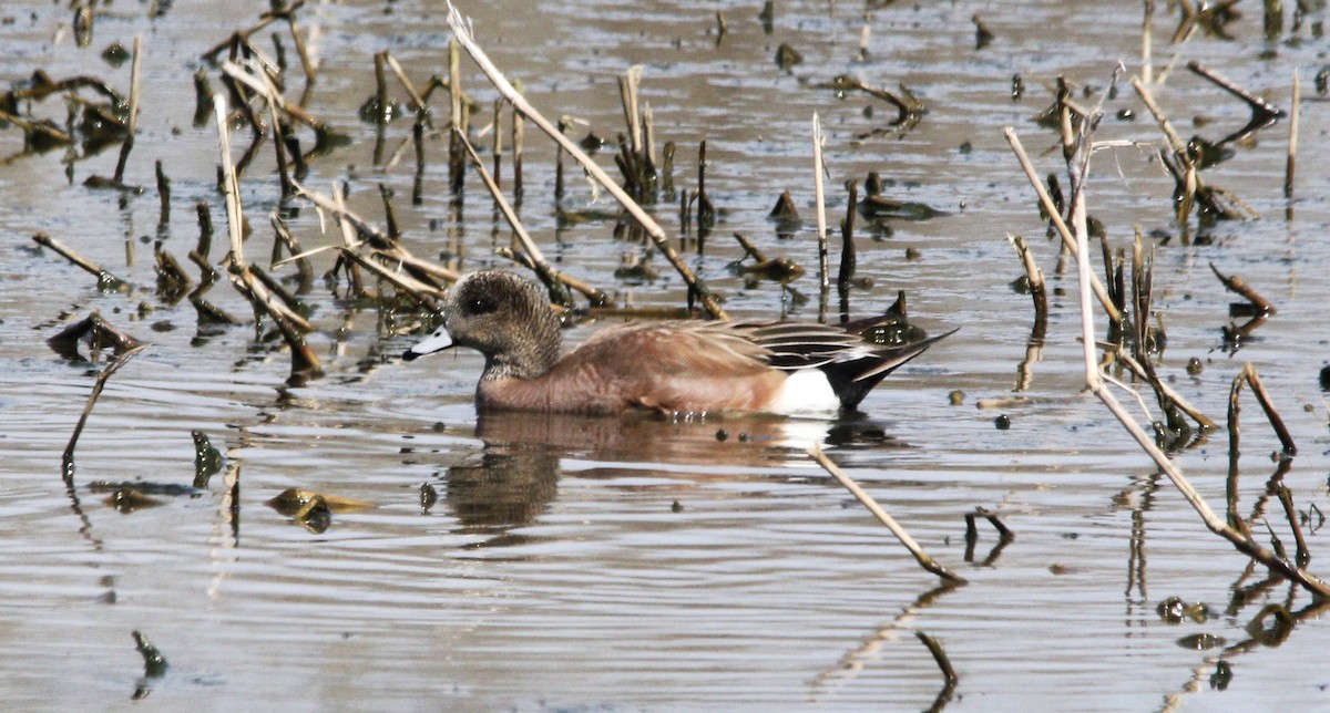 American Wigeon - ML617034323