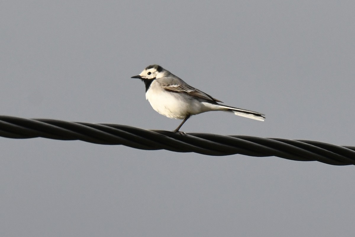 White Wagtail - ML617034337