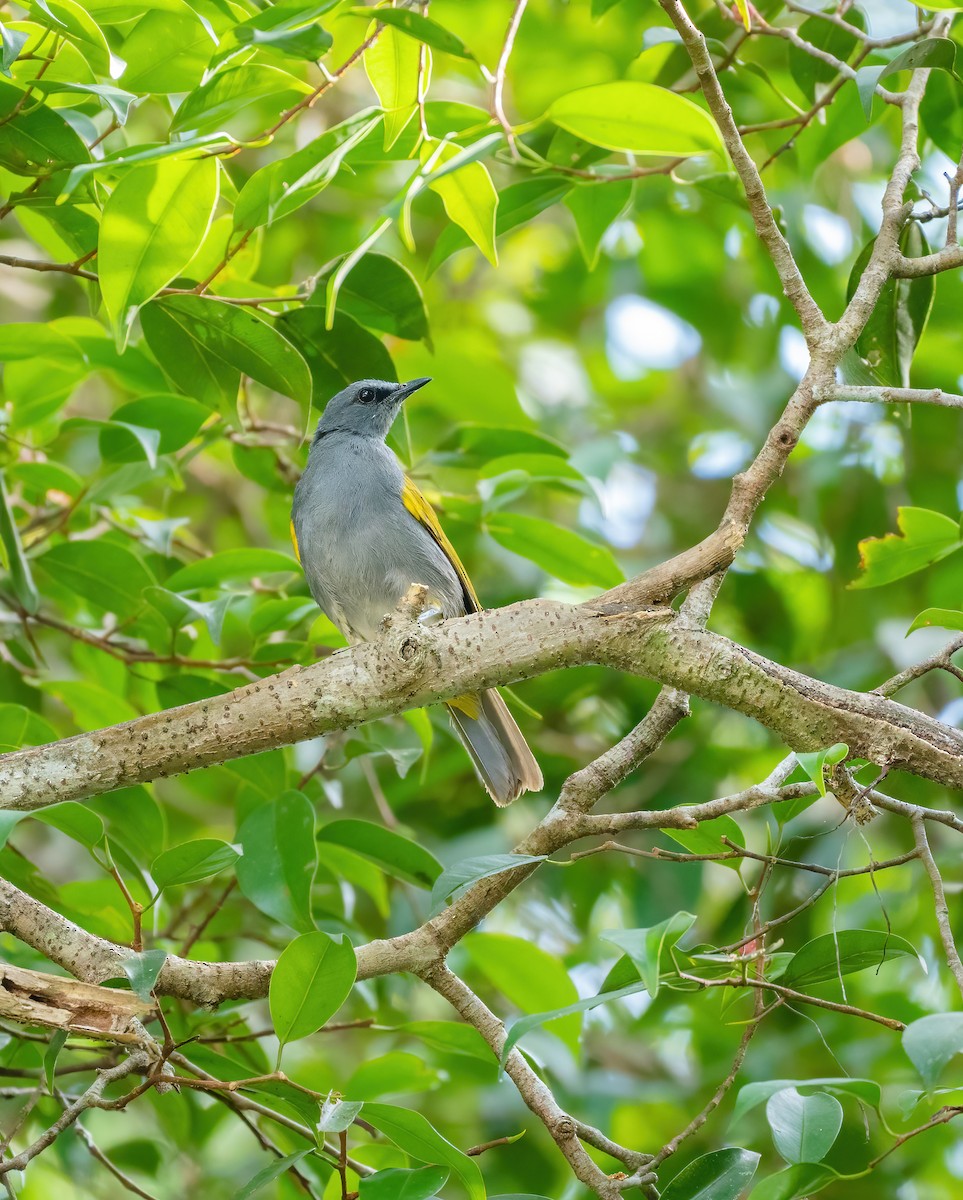 Gray-bellied Bulbul - Wilbur Goh