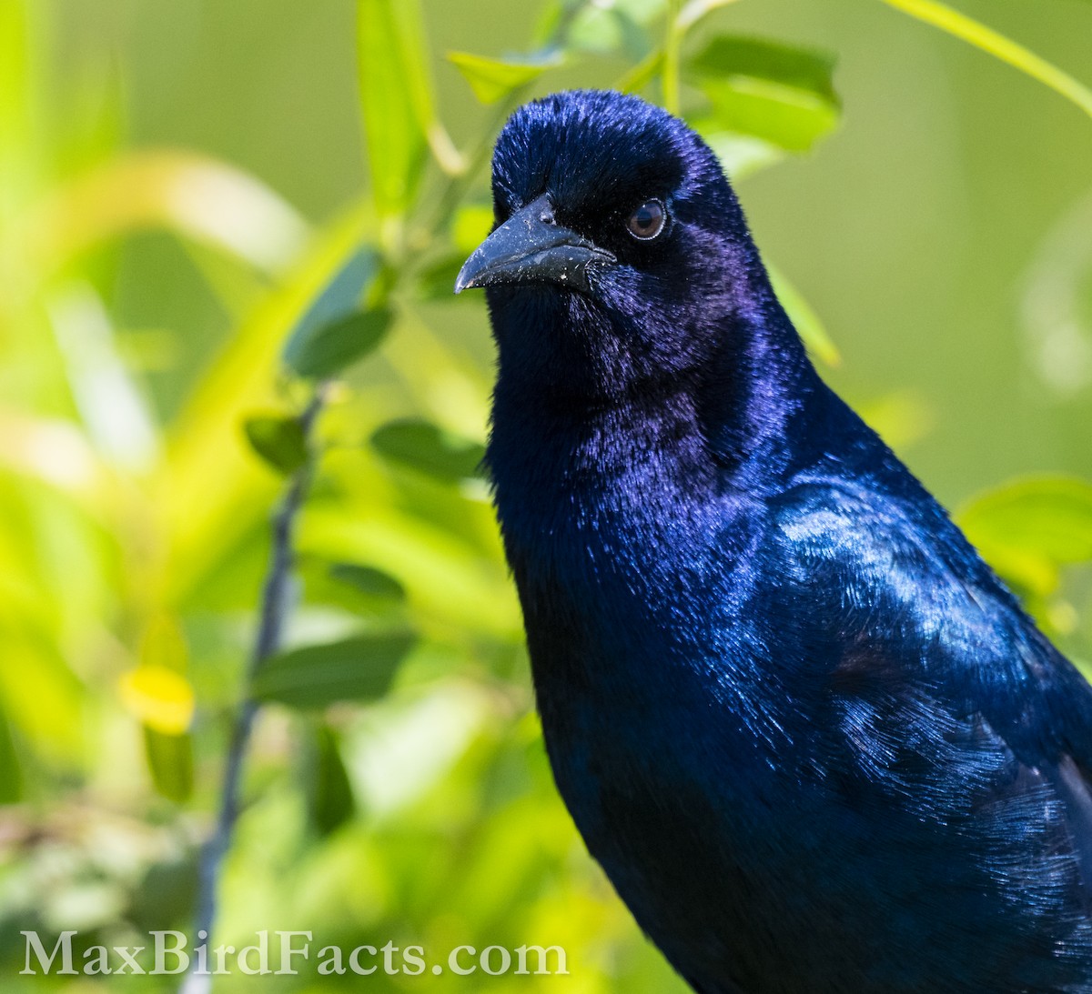 Boat-tailed Grackle (westoni) - Maxfield Weakley