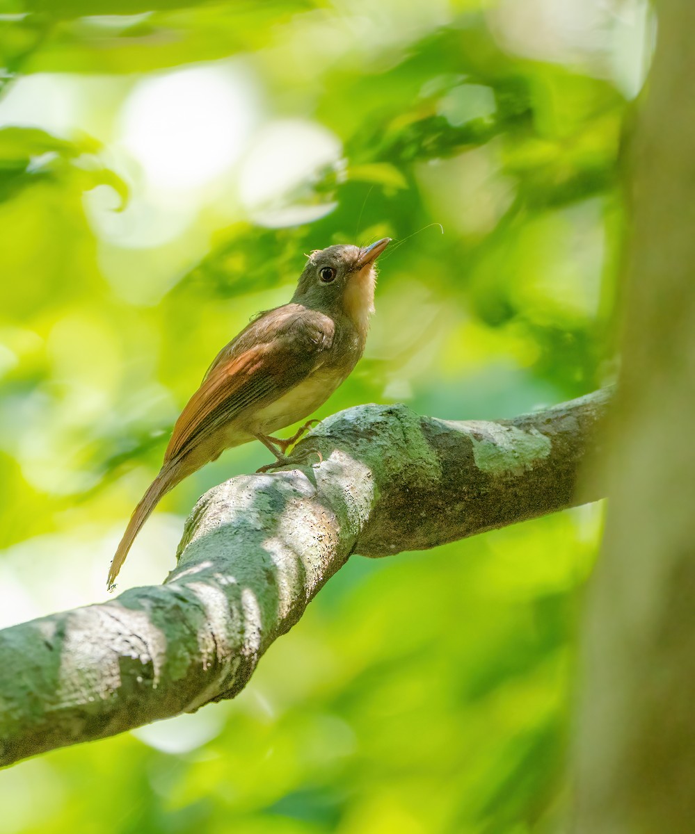 Rufous-winged Philentoma - Wilbur Goh