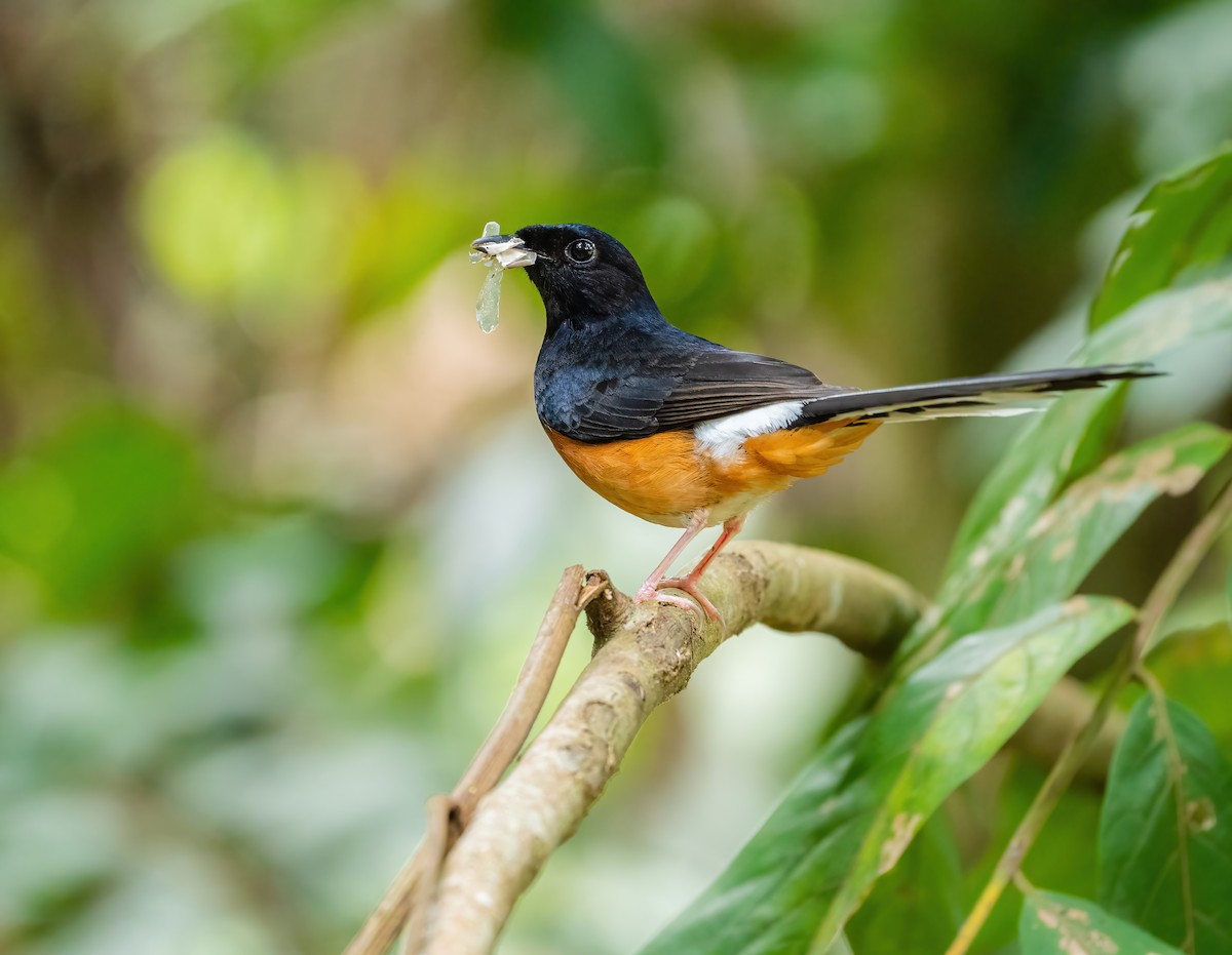 White-rumped Shama - Wilbur Goh