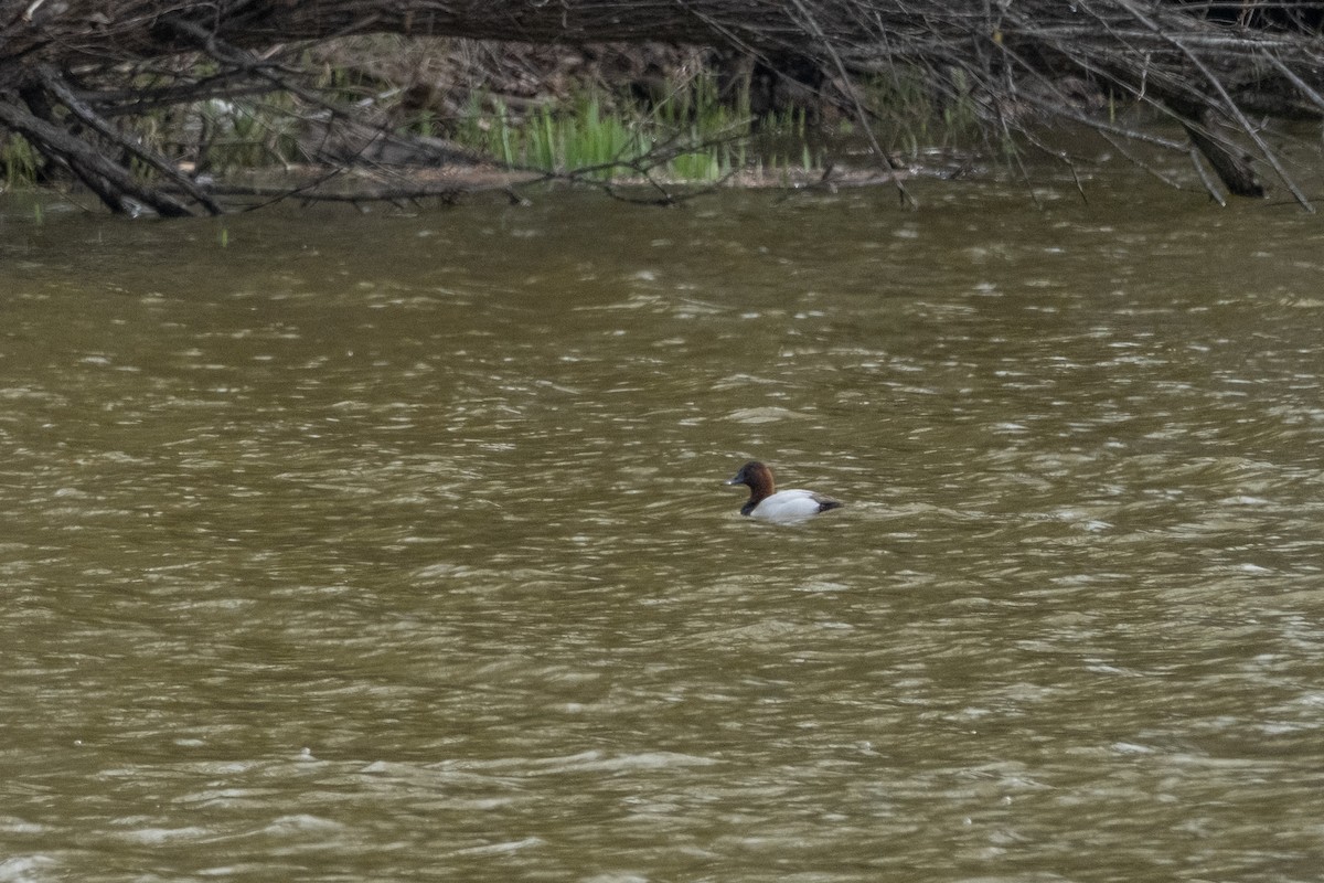 Canvasback - Alex Leeder