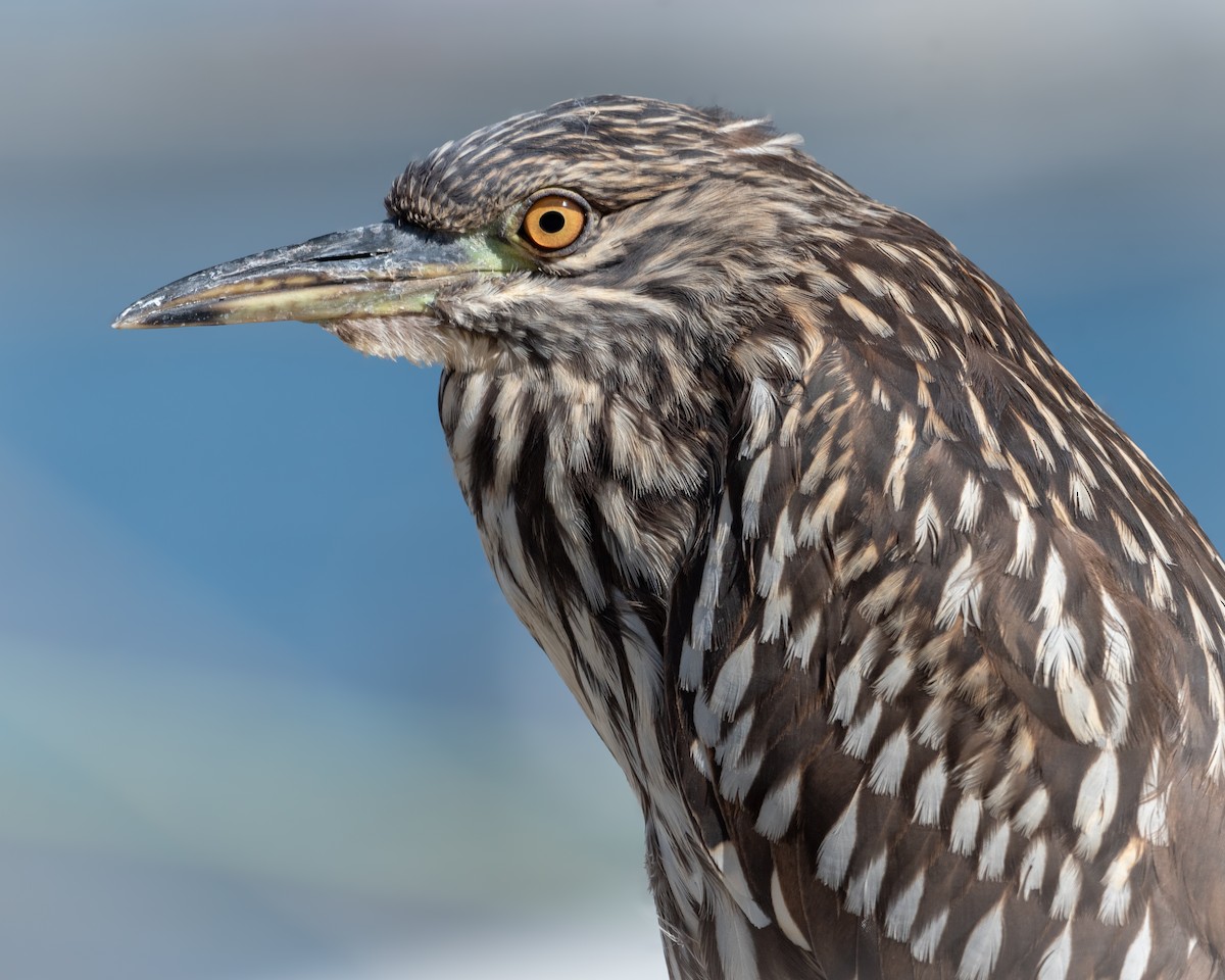 Black-crowned Night Heron - ML617034443