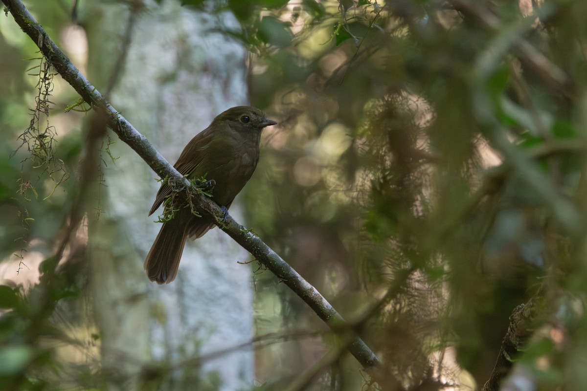 Greenish Schiffornis - Pablo Re