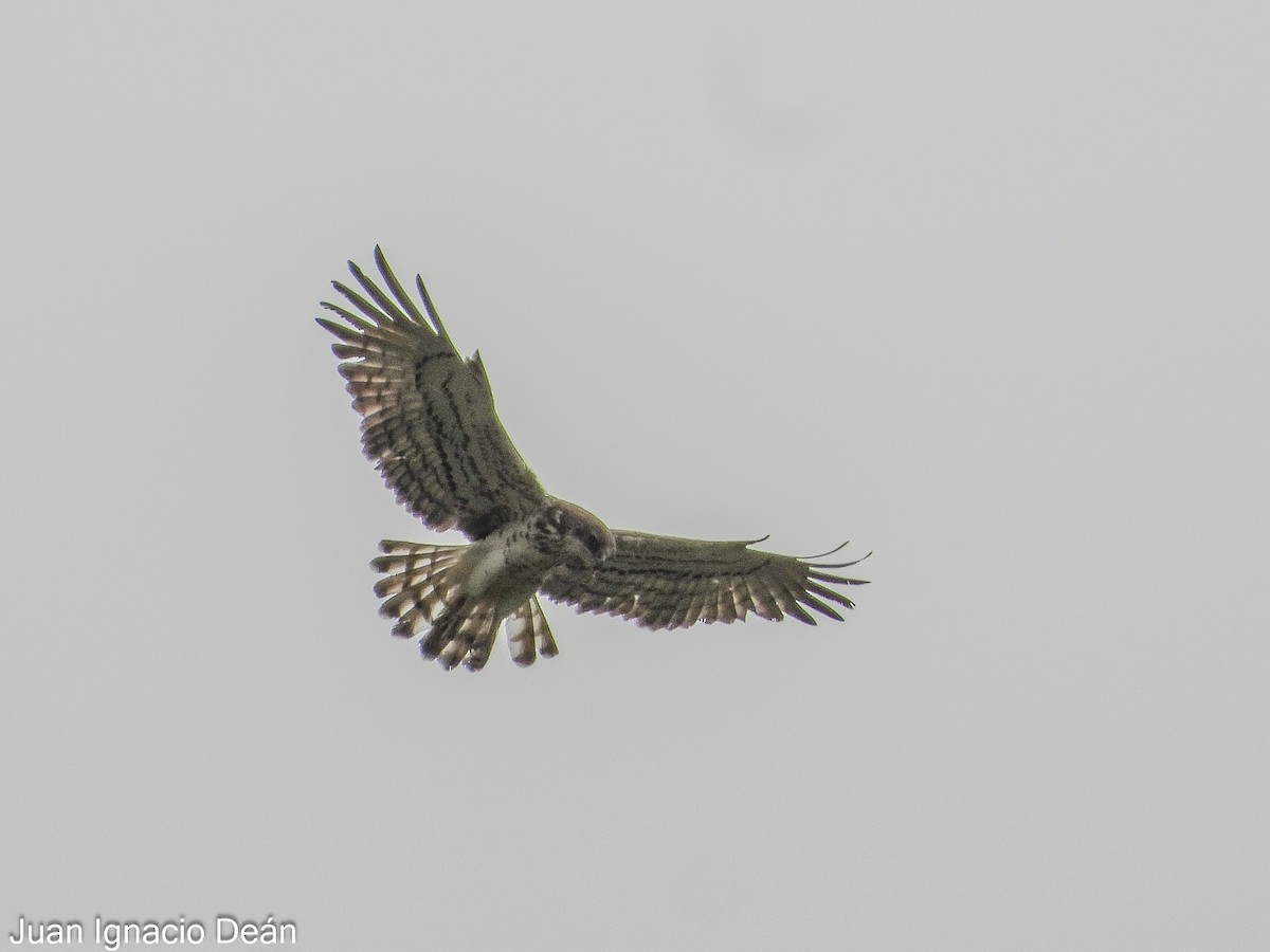 Short-toed Snake-Eagle - Juan I. Deán