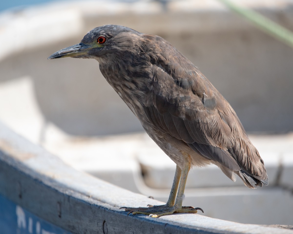 Black-crowned Night Heron - ML617034555