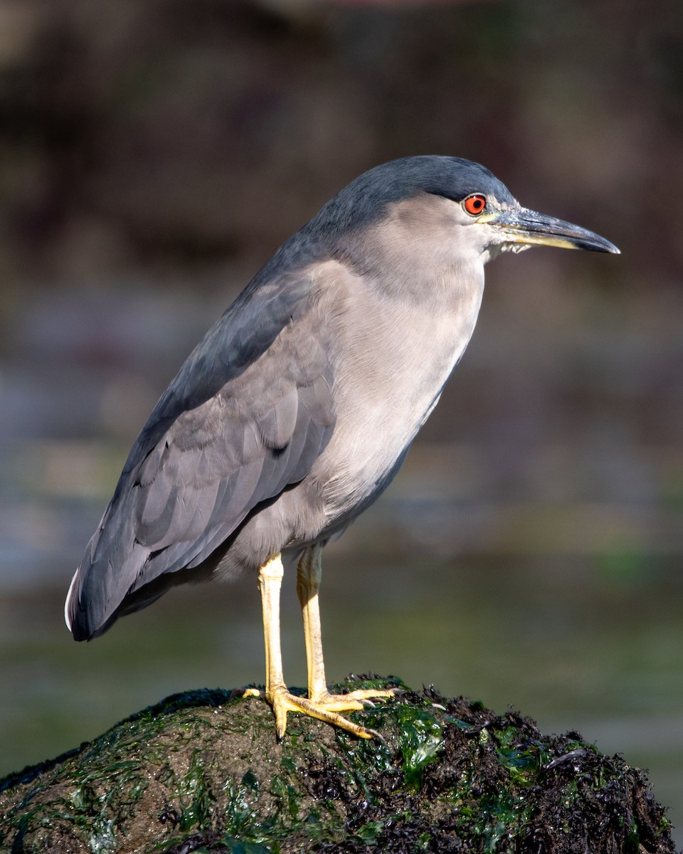 Black-crowned Night Heron - ML617034584