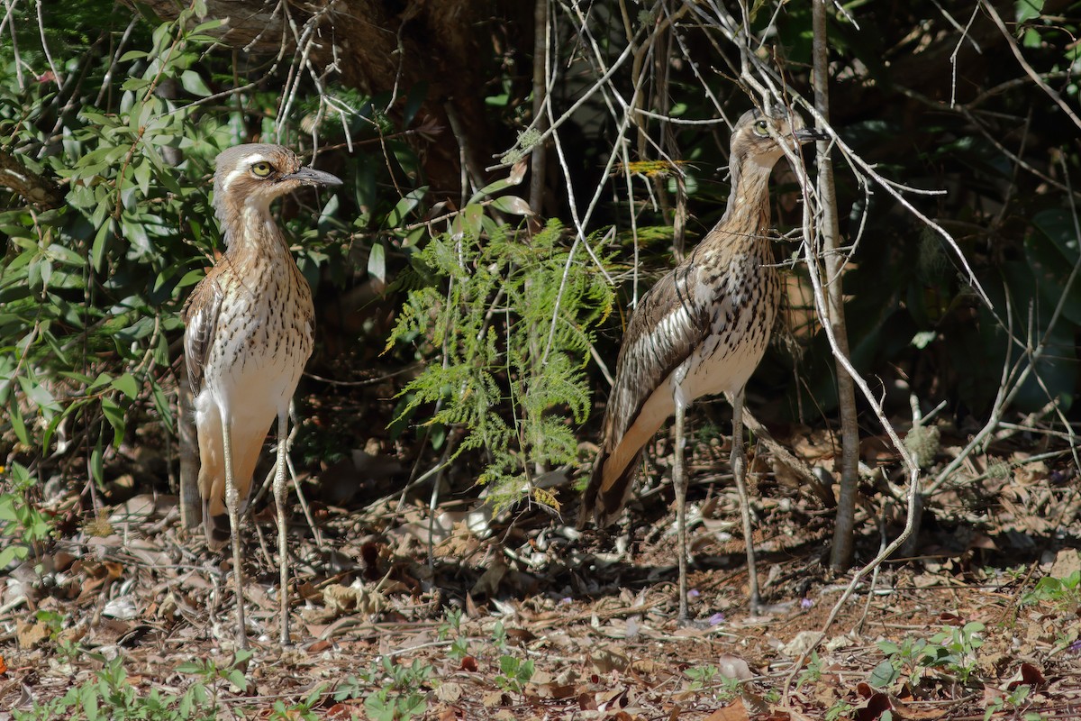 Bush Thick-knee - ML617034606