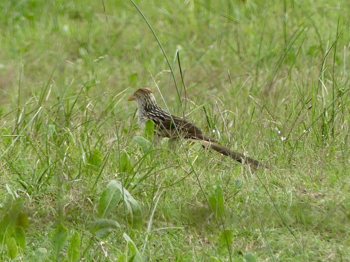 Guira Cuckoo - ML617034609