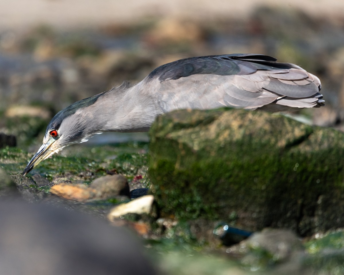 Black-crowned Night Heron - ML617034687