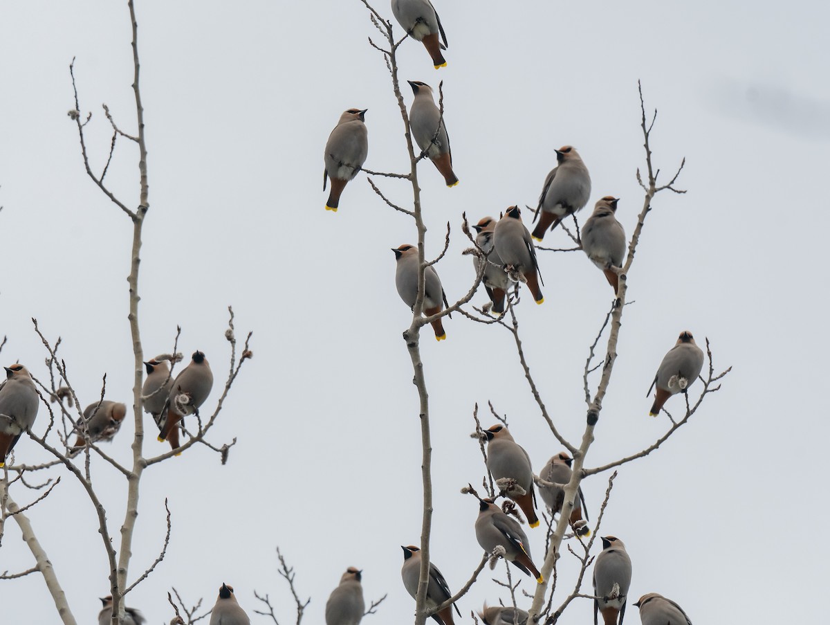 Bohemian Waxwing - ML617034690