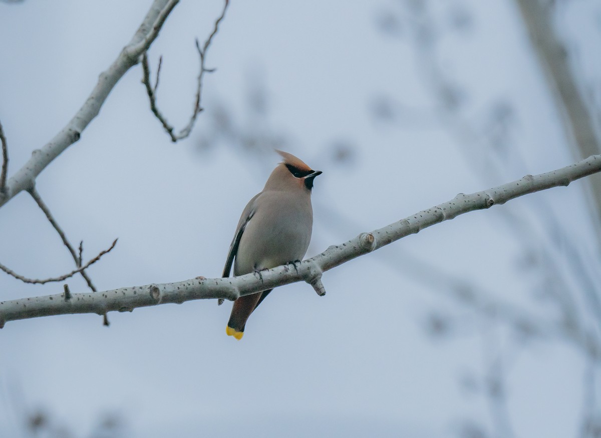 Bohemian Waxwing - ML617034691