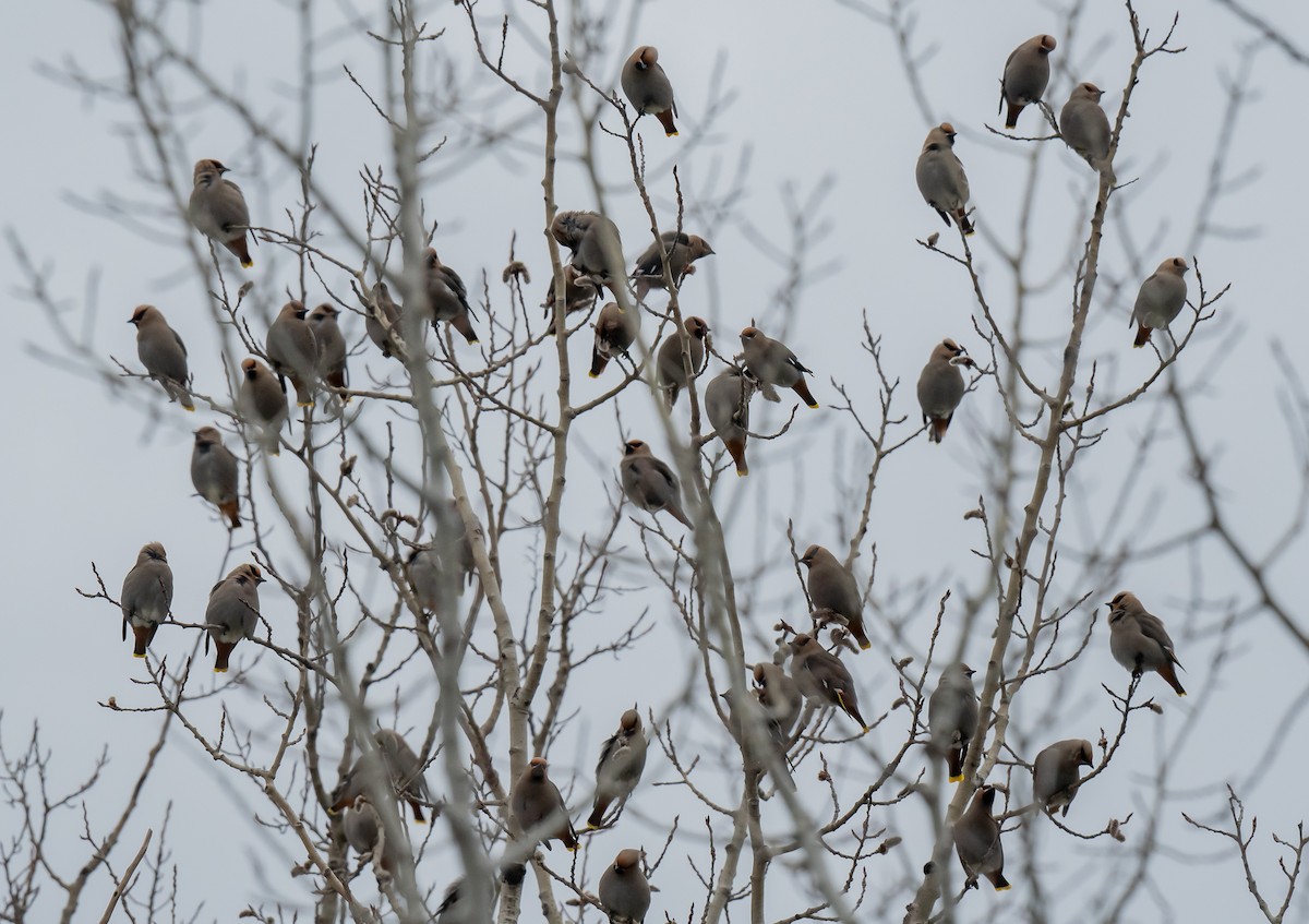 Bohemian Waxwing - ML617034692