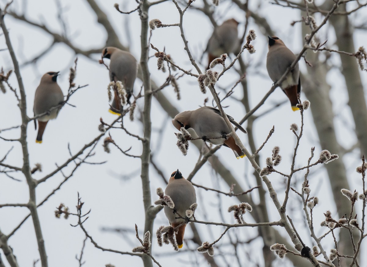 Bohemian Waxwing - ML617034693