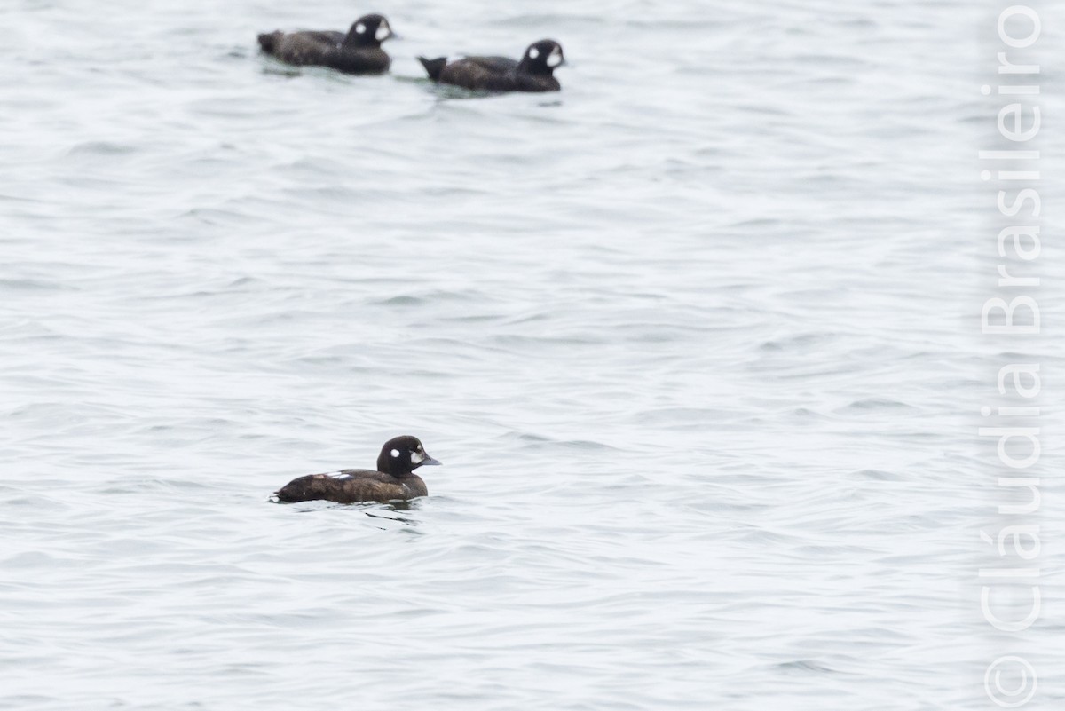 Harlequin Duck - ML61703471