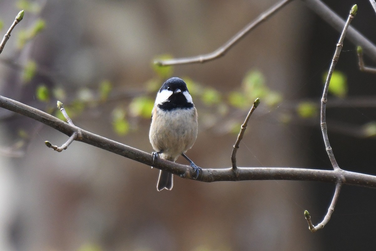 Coal Tit - ML617034756