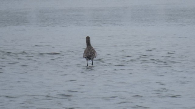 Bar-tailed Godwit - ML617034759