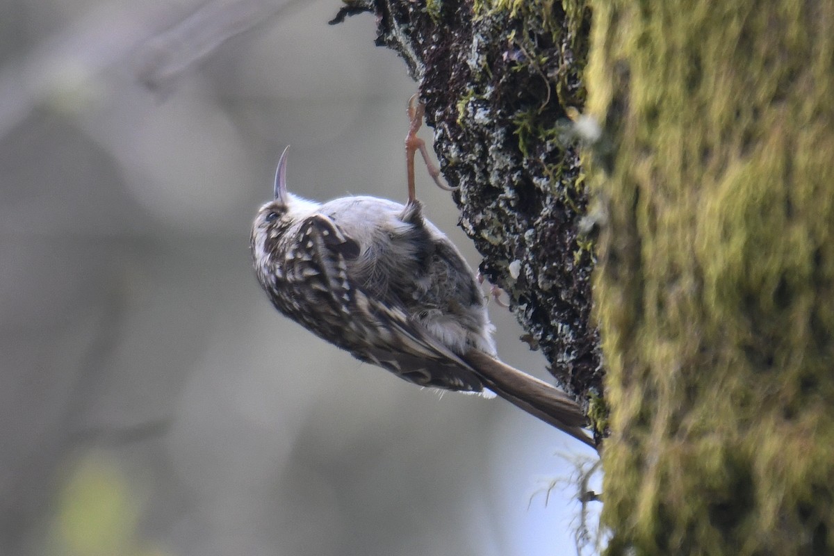 Short-toed Treecreeper - ML617034766