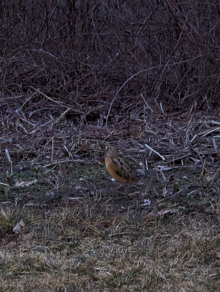 American Woodcock - ML617034843