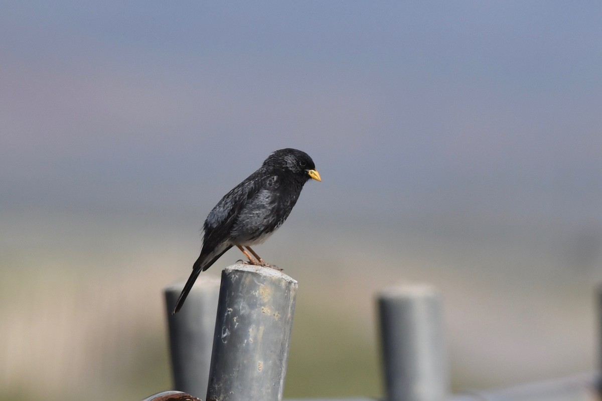 Mourning Sierra Finch - Antoine Reboul