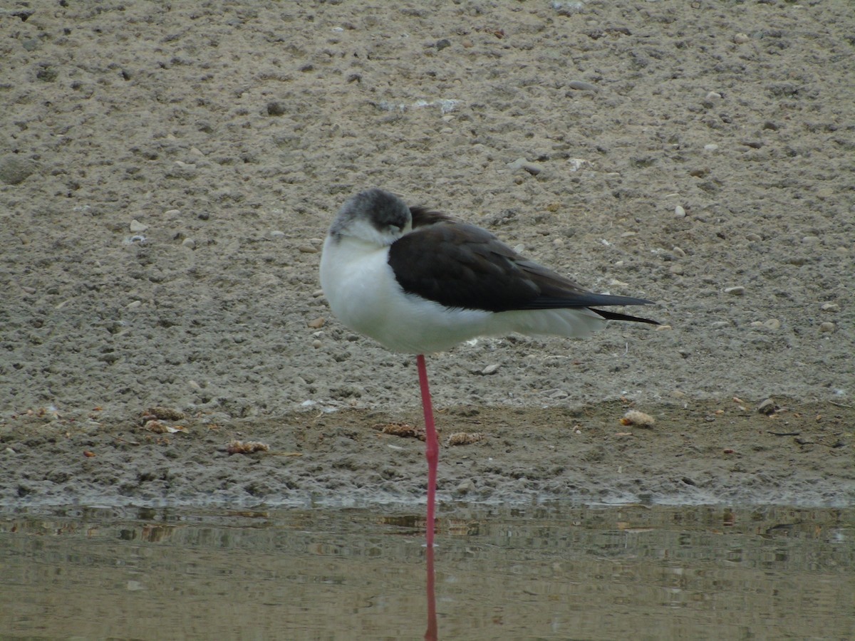 Black-winged Stilt - Adrián Suárez Rozada