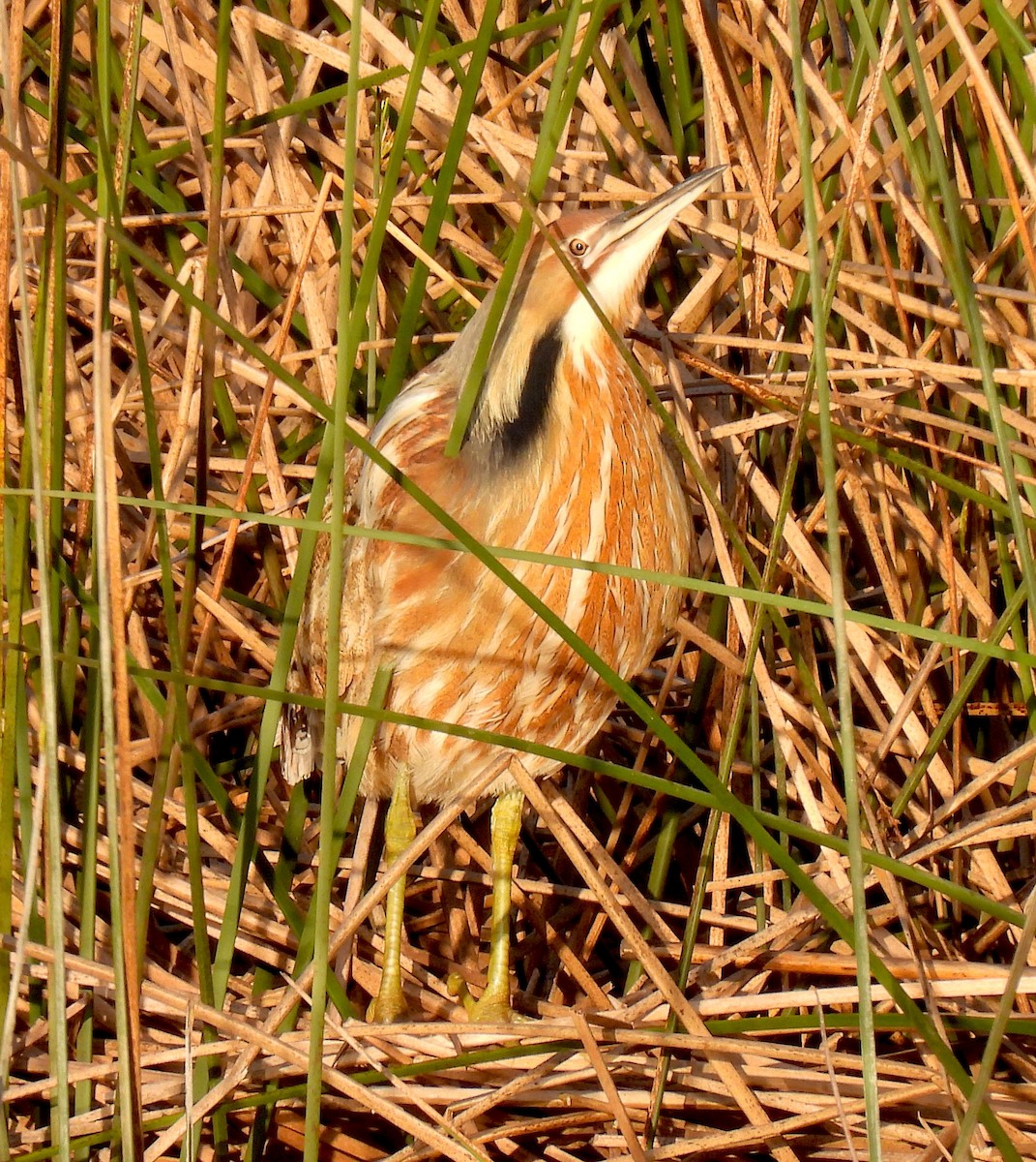 American Bittern - ML617034919