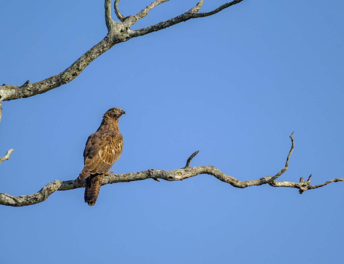 Oriental Honey-buzzard - ML617034931