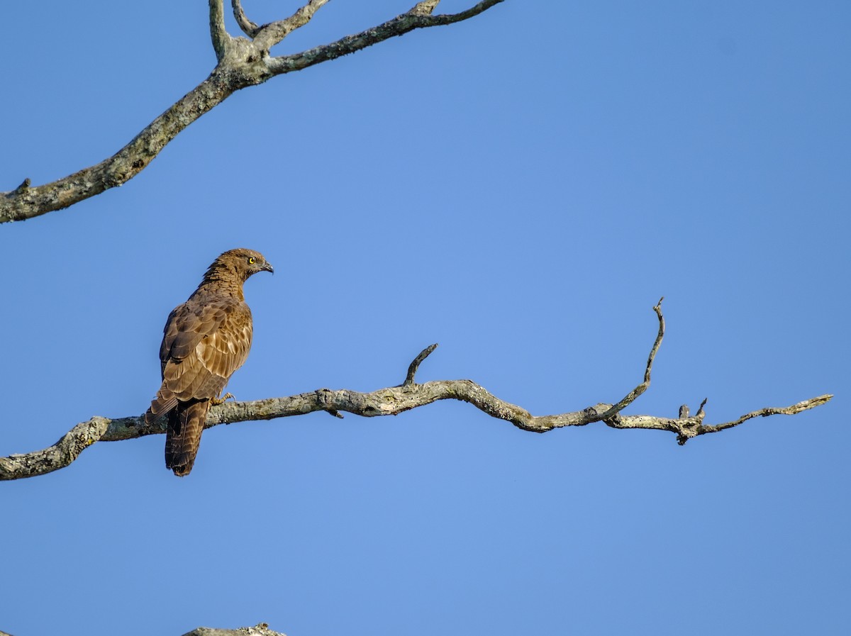 Oriental Honey-buzzard - ML617034932