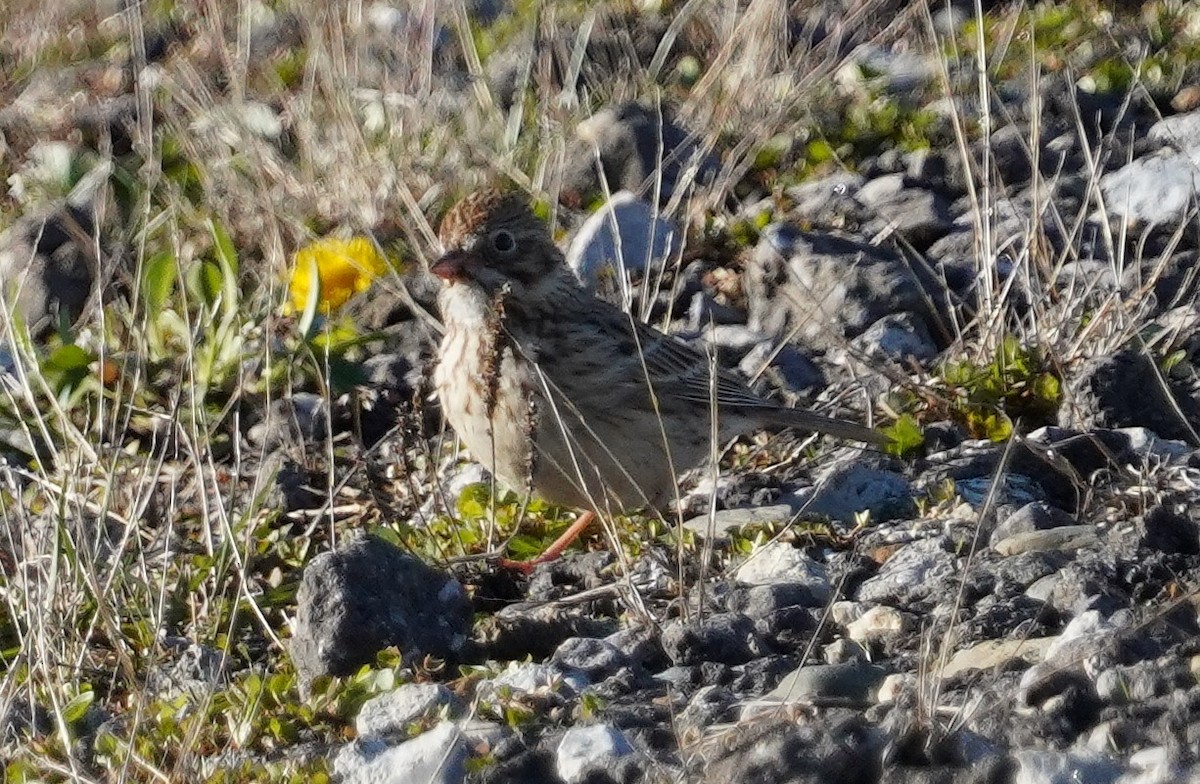 Vesper Sparrow - ML617034970