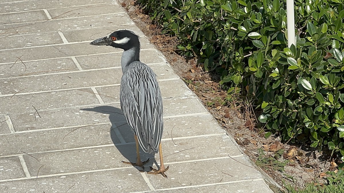 Yellow-crowned Night Heron - John Peckham