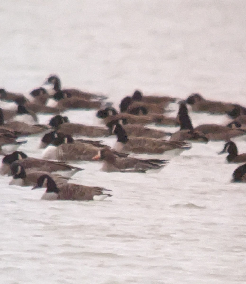 Greater White-fronted Goose - ML617035078