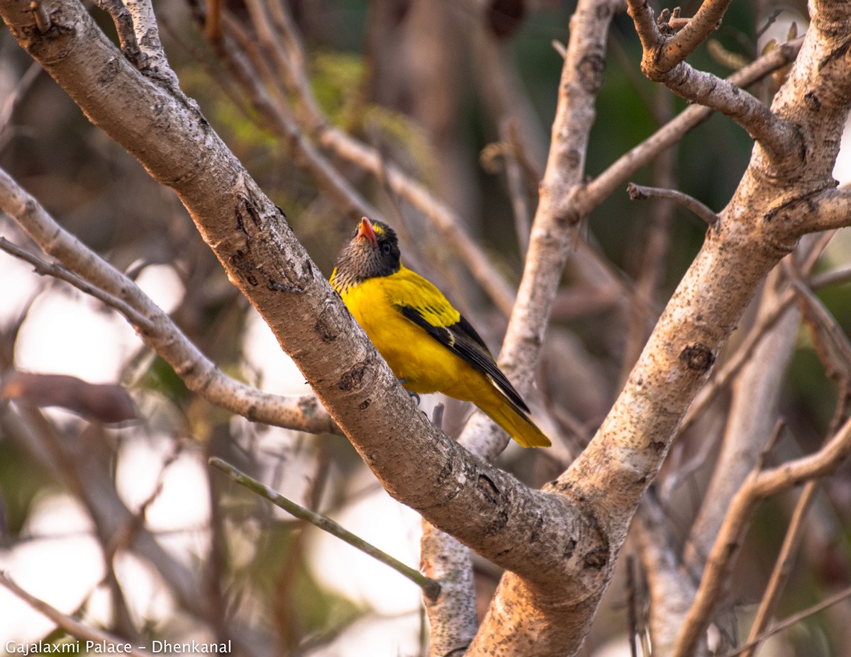 Black-hooded Oriole - Amitava Dutta