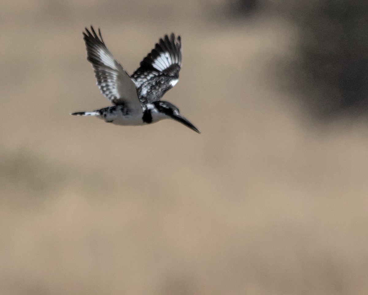 Pied Kingfisher - ML617035105