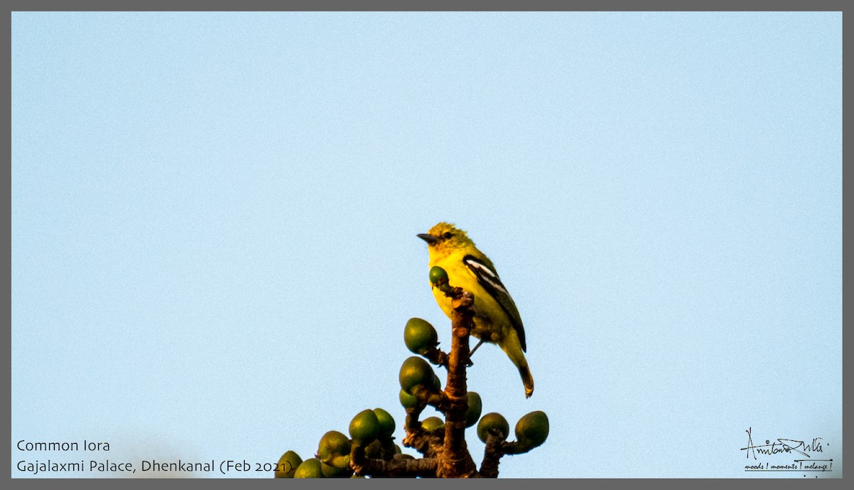 Common Iora - Amitava Dutta