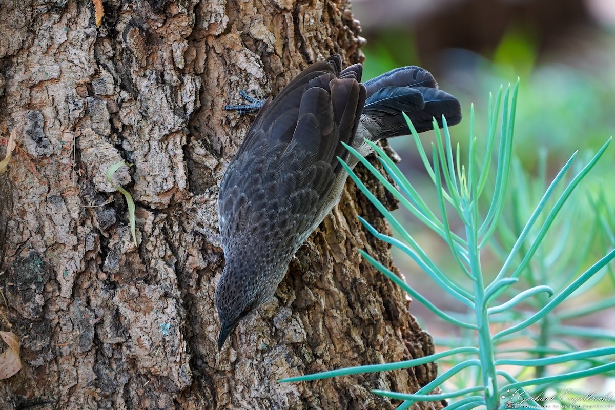 Arrow-marked Babbler - Gerhard Engelbrecht