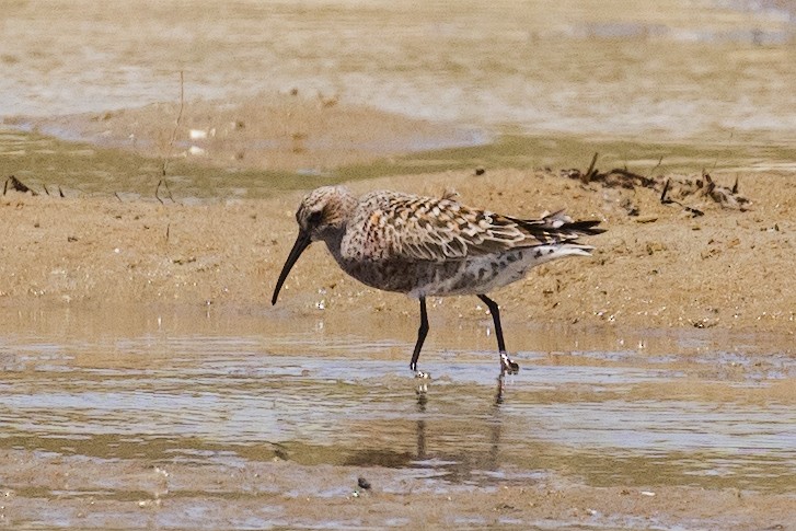 Curlew Sandpiper - ML617035130