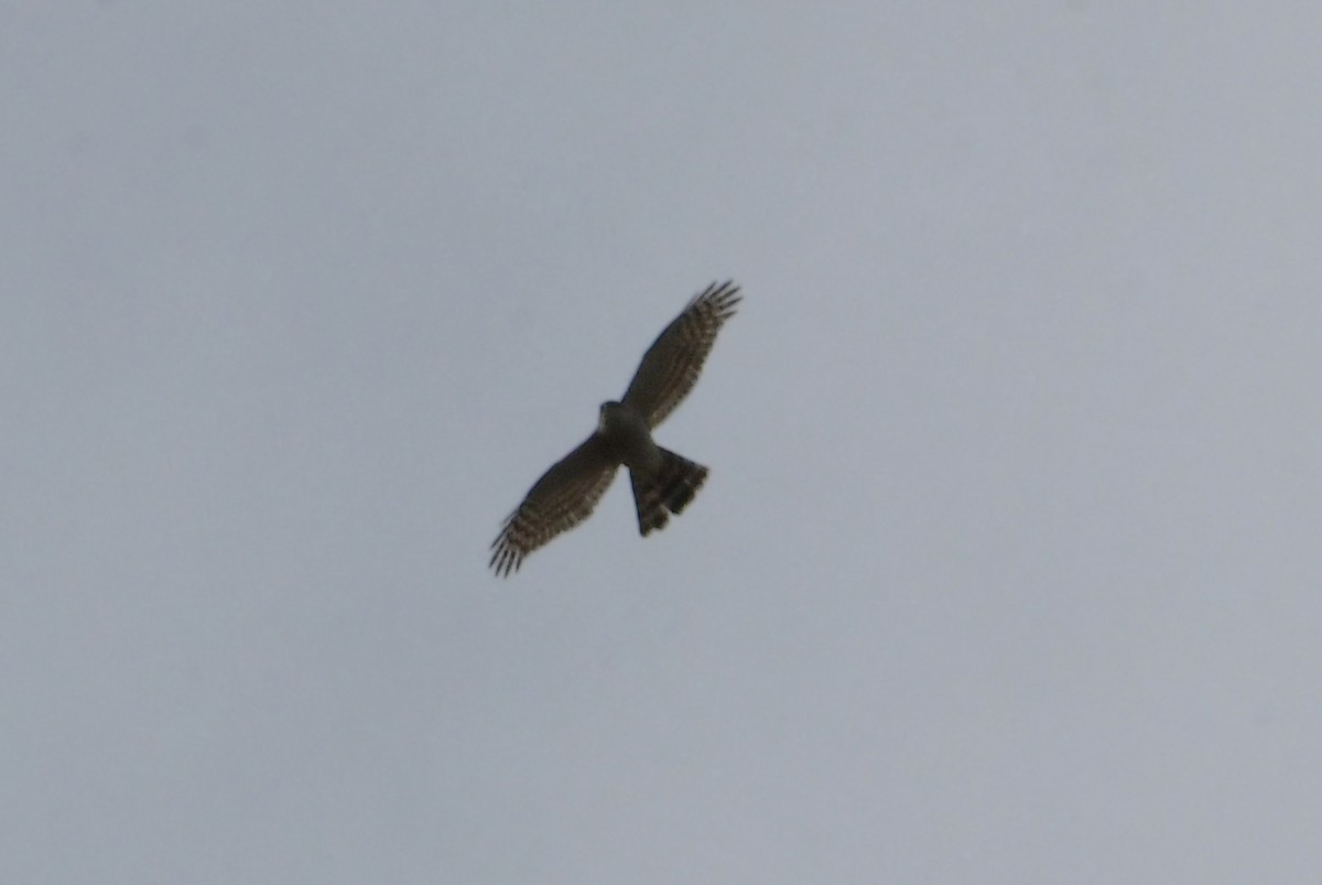 Eurasian Sparrowhawk - ML617035140