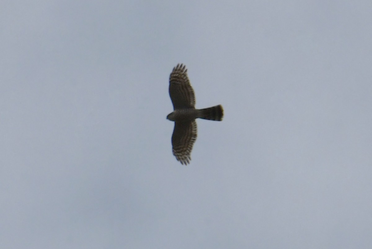 Eurasian Sparrowhawk - ML617035141