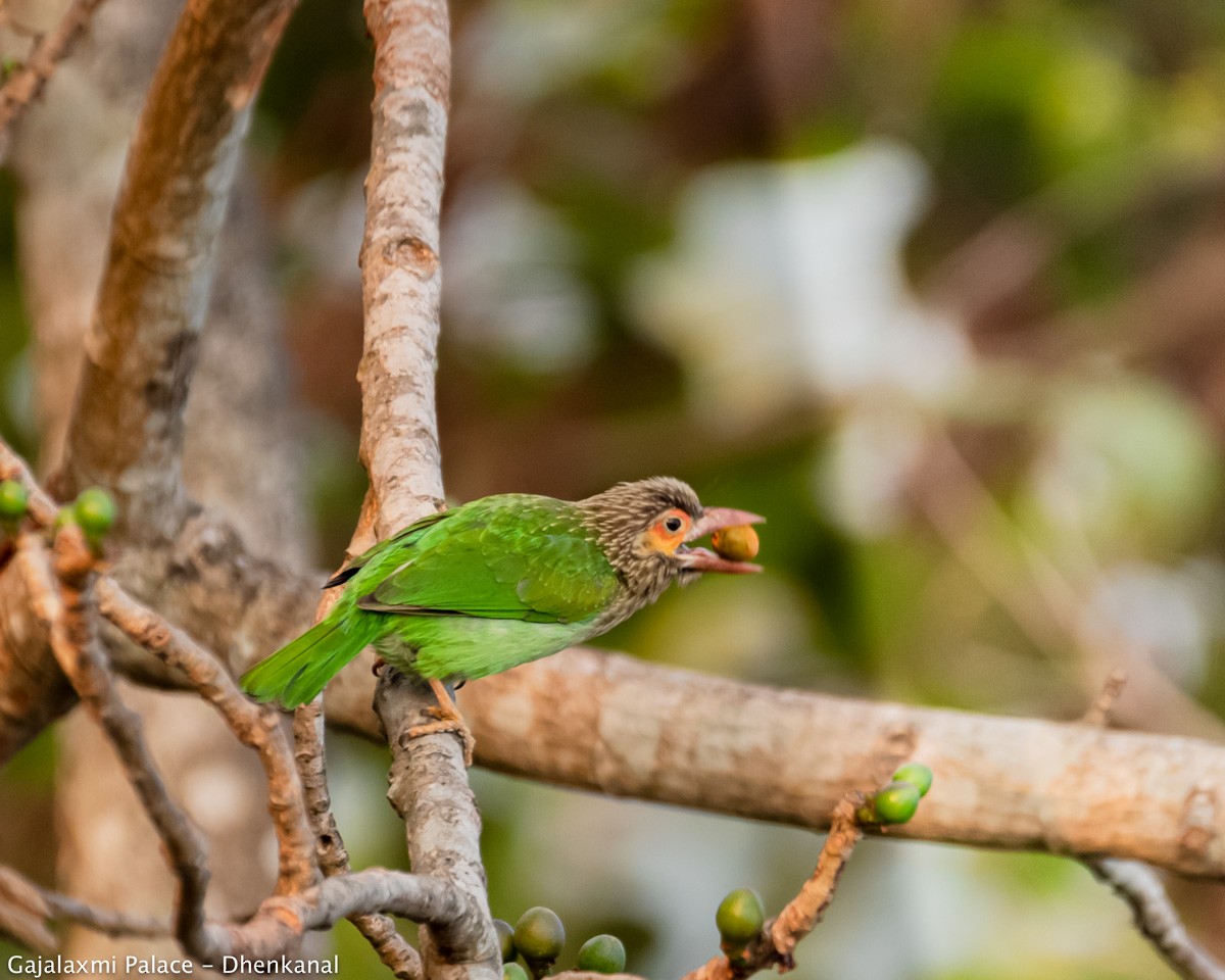 Brown-headed Barbet - Amitava Dutta