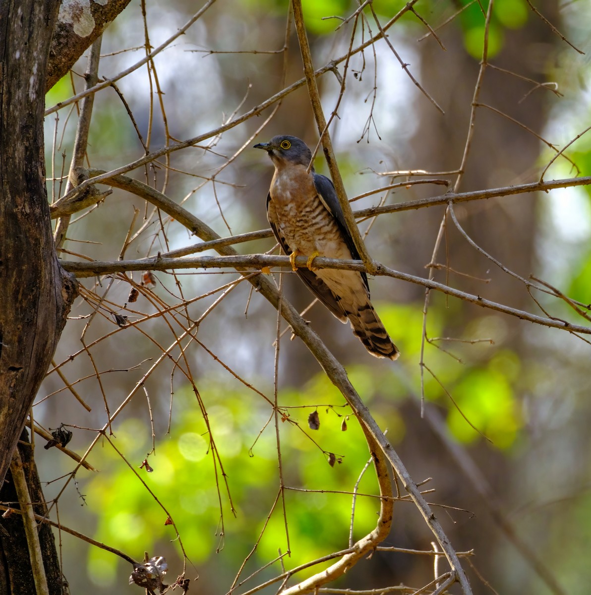 Common Hawk-Cuckoo - ML617035204