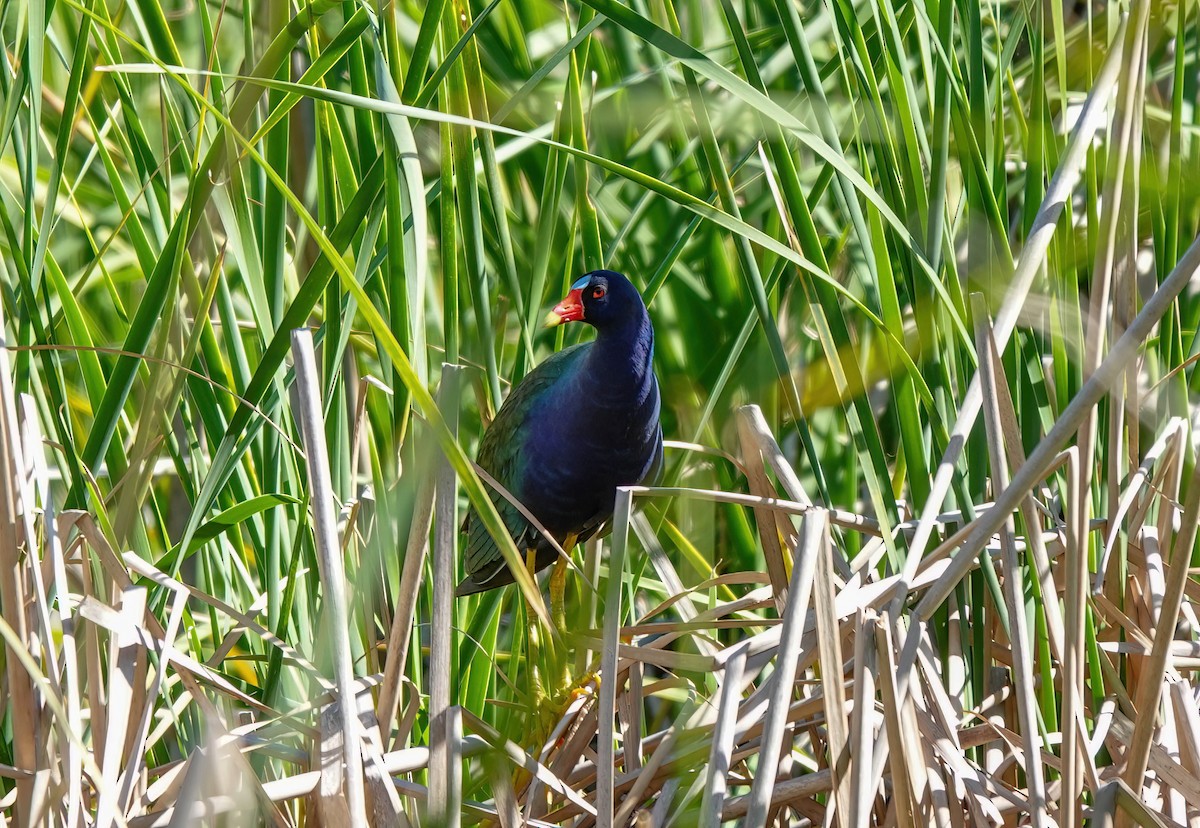 Purple Gallinule - ML617035231