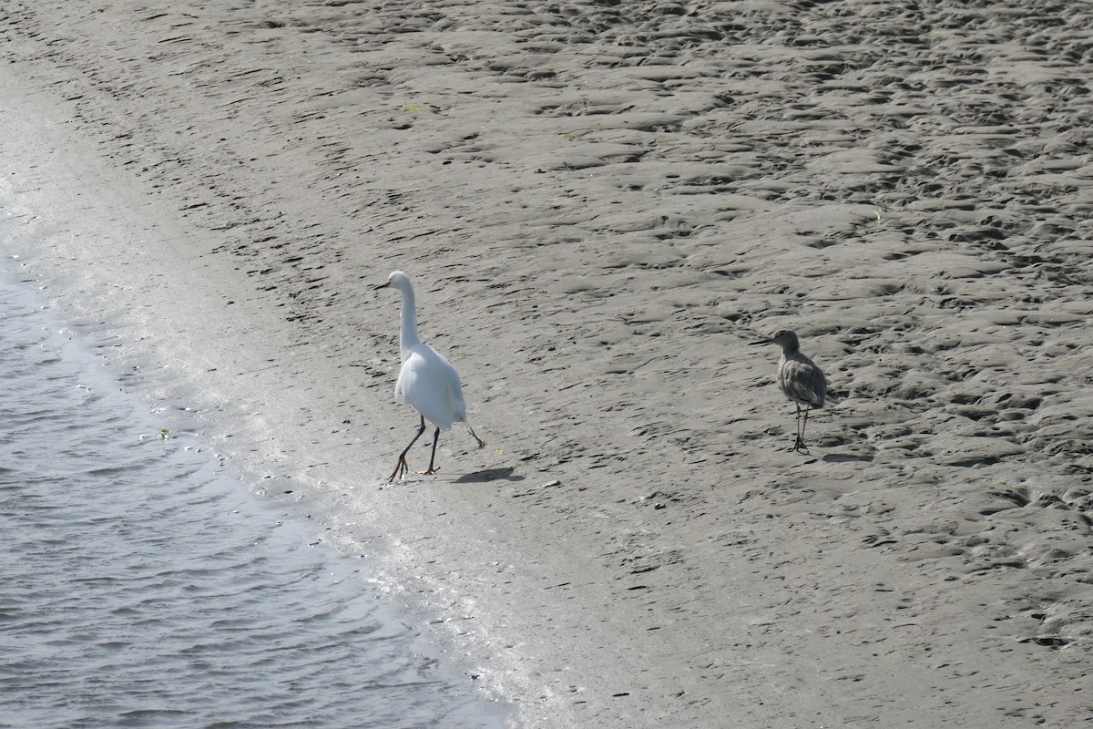 Snowy Egret - Jerry Hiam