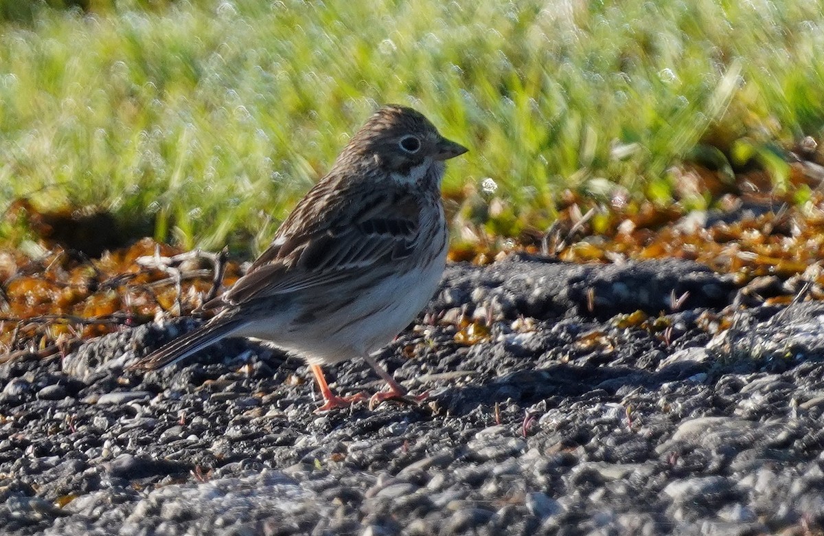 Vesper Sparrow - ML617035314