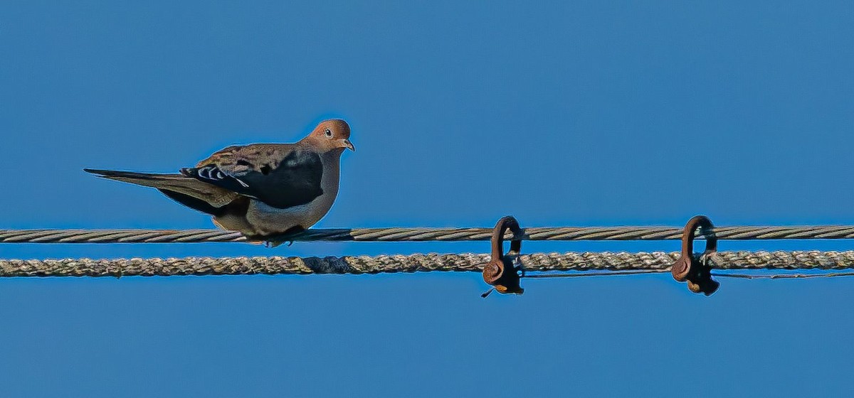 Mourning Dove - Guy DiRoma