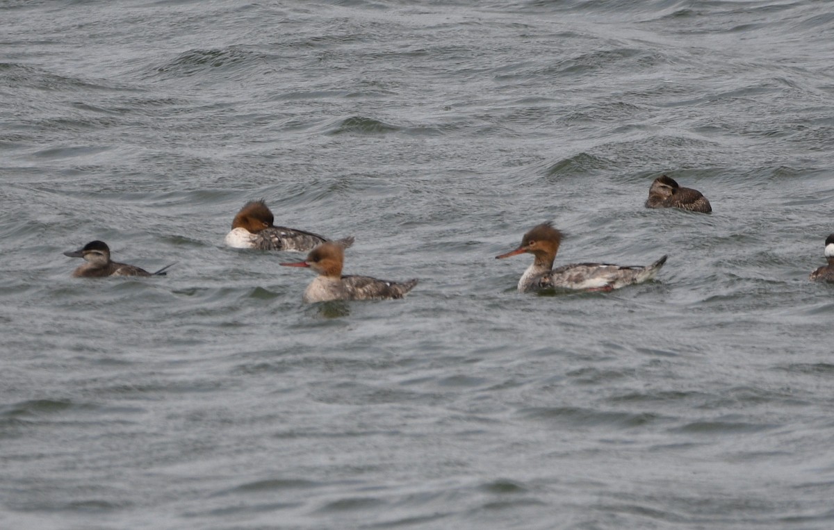 Red-breasted Merganser - ML617035333