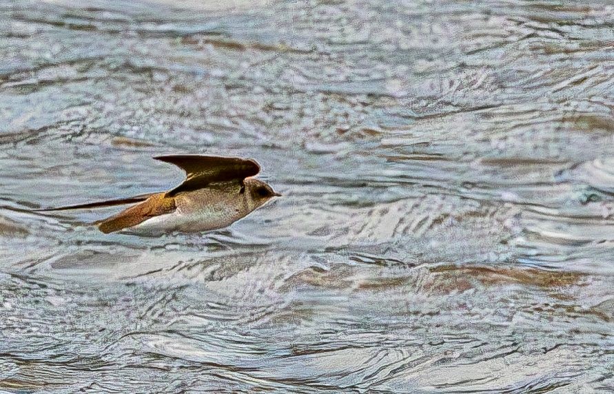 Northern Rough-winged Swallow - Guy DiRoma